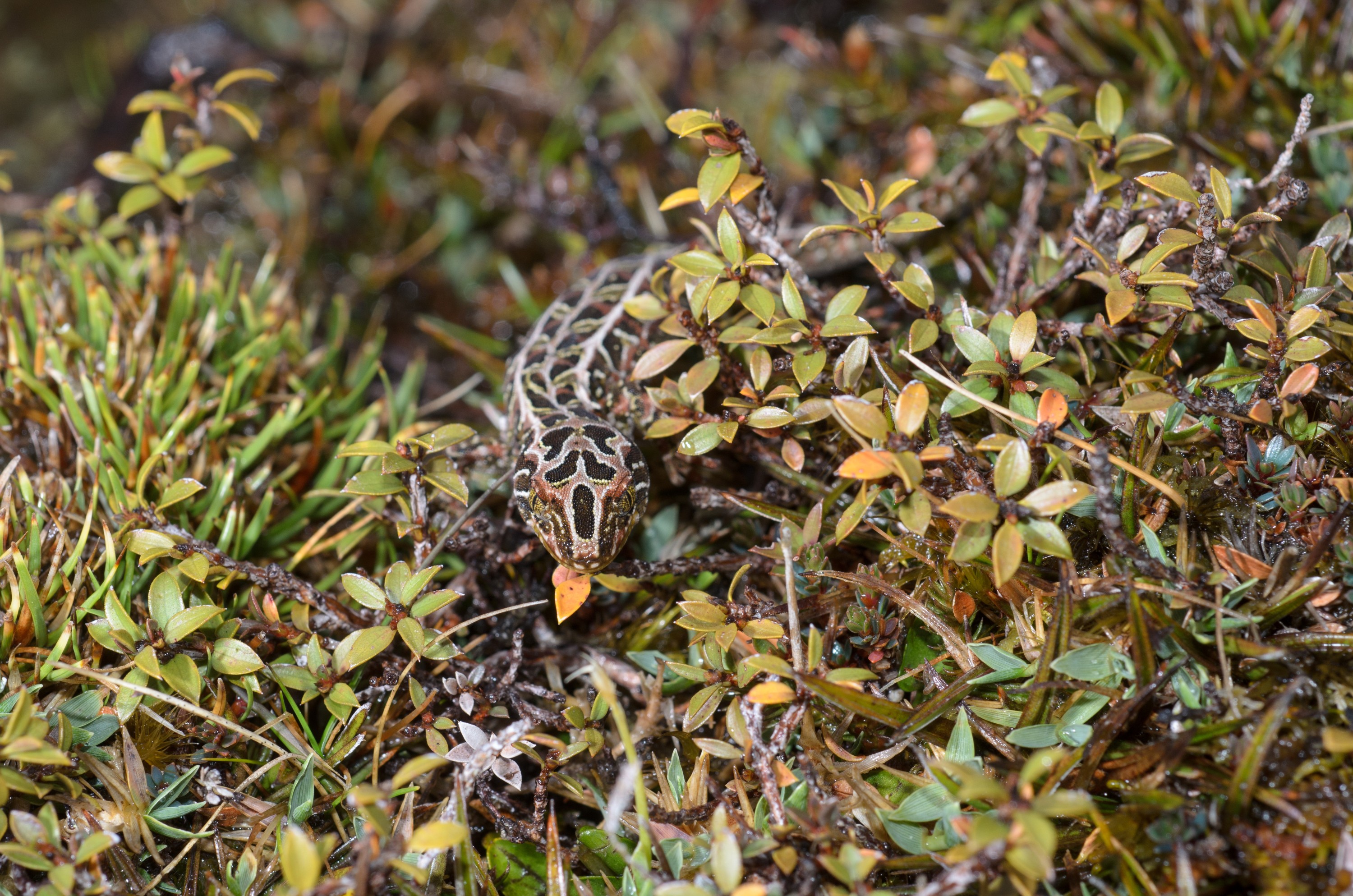 DSC_2852 – Adventure, Crispin, Hoplodactylus, Island, March 2017, National Park, New, New Zealand, Rakiura, South, Stewart, Tukutuku rakiurae, Zealand, amazing, gecko, harlequin gecko, rare, stunning